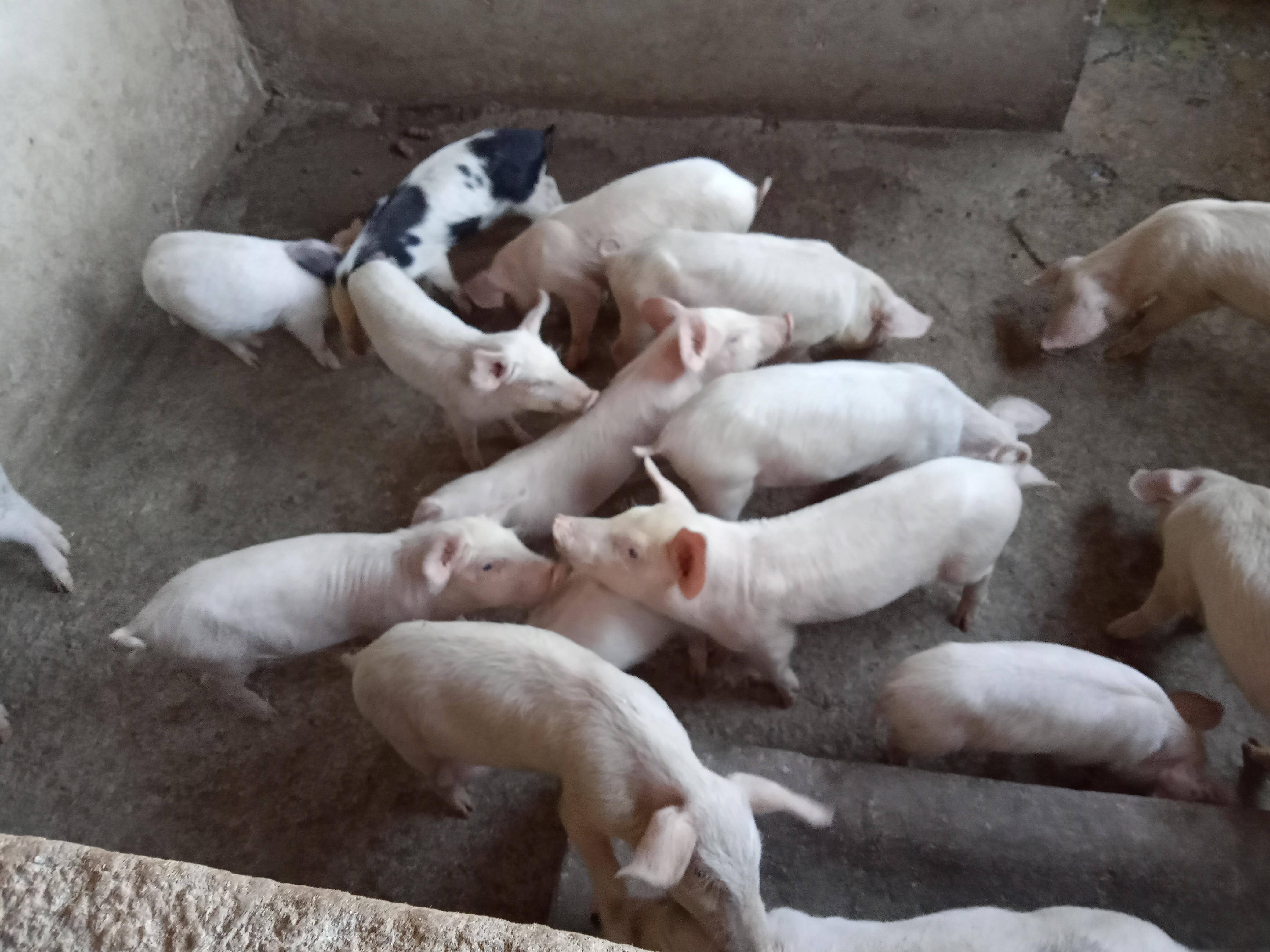  kisiwa institute farming Pigs